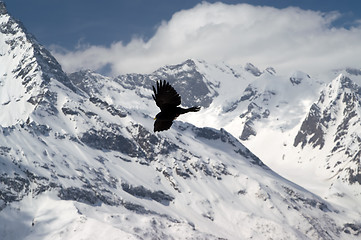 Image showing Alpine Chough (Pyrrhocorax graculus)