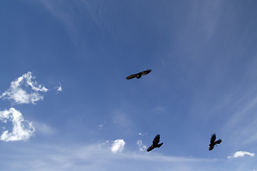 Image showing Alpine Chough (Pyrrhocorax graculus)