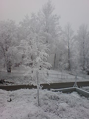 Image showing Snowy trees