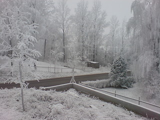 Image showing Snowy trees