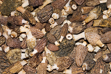 Image showing morel mushroom