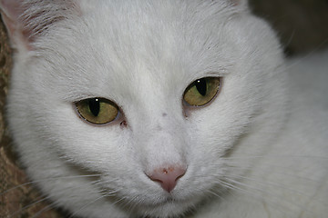 Image showing Cat