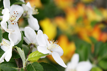 Image showing Apple-tree flowers