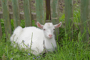 Image showing White goatling