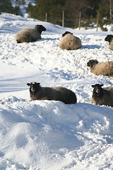 Image showing sheep