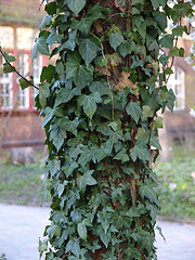 Image showing Ivy