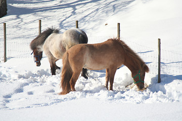 Image showing Horses