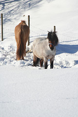 Image showing Horses