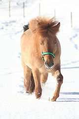 Image showing Horses