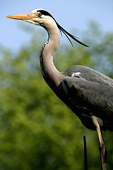 Image showing Blue Heron in Amsterdam
