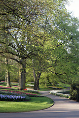 Image showing Flower Path