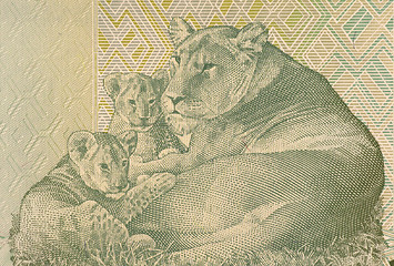 Image showing Lioness Lying with two Cubs