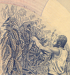 Image showing Coffee Harvesting