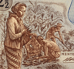 Image showing Indonesian Field Workers 