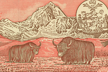 Image showing Pair of Yaks