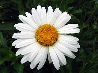 Image showing Daisy