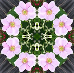 Image showing Japanese Anemone Pattern Background