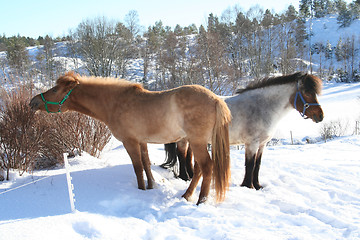 Image showing Horses