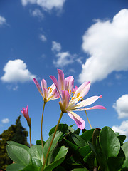 Image showing Pink Tweedia Flowers