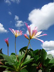 Image showing Pink Tweedia Flowers