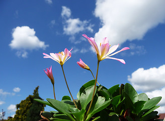 Image showing Pink Tweedia Flowers