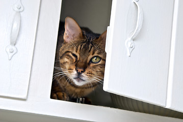 Image showing cat peeking out of cabinet