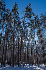 Image showing Pine trees