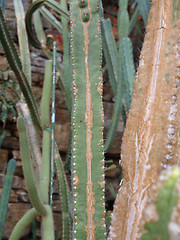 Image showing Cactus