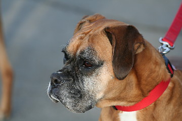 Image showing Boxer Dog