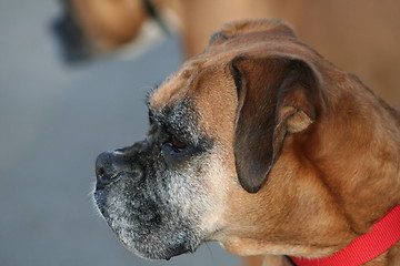 Image showing Boxer Dog