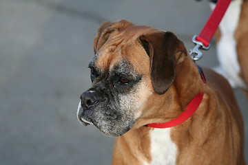 Image showing Boxer Dog