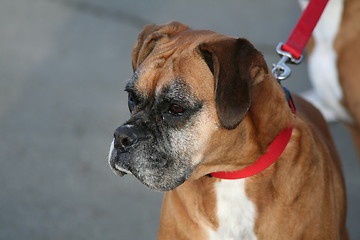 Image showing Boxer Dog