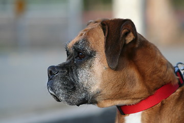 Image showing Boxer Dog