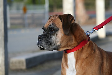 Image showing Boxer Dog