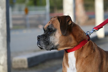 Image showing Boxer Dog