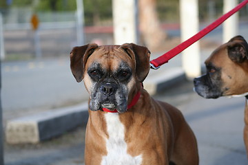 Image showing Boxer Dog