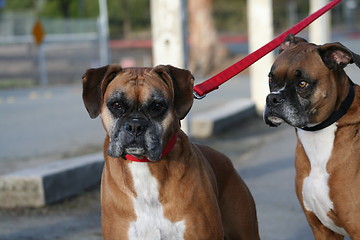 Image showing Boxer Dog