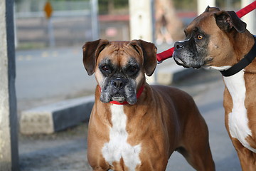 Image showing Boxer Dog