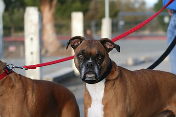 Image showing Boxer Dog