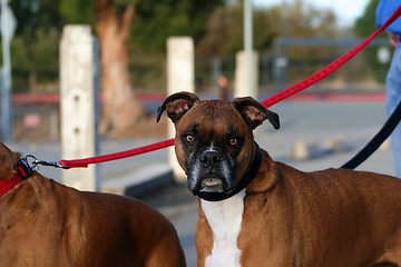 Image showing Boxer Dog