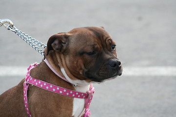 Image showing American Staffordshire Terrier