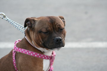 Image showing American Staffordshire Terrier