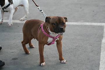 Image showing American Staffordshire Terrier