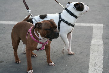 Image showing American Staffordshire Terrier