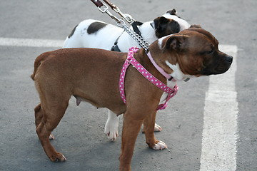 Image showing American Staffordshire Terrier