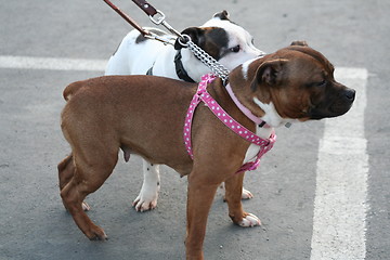 Image showing American Staffordshire Terrier