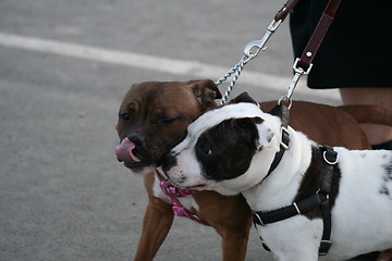 Image showing American Staffordshire Terrier