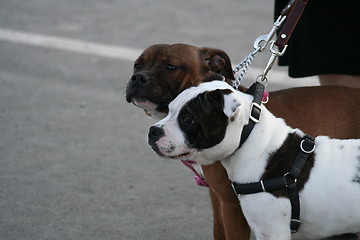 Image showing American Staffordshire Terrier