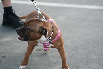 Image showing American Staffordshire Terrier