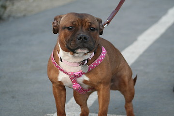 Image showing American Staffordshire Terrier